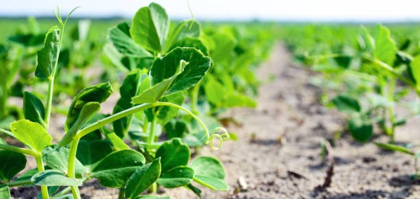 plants in dirt